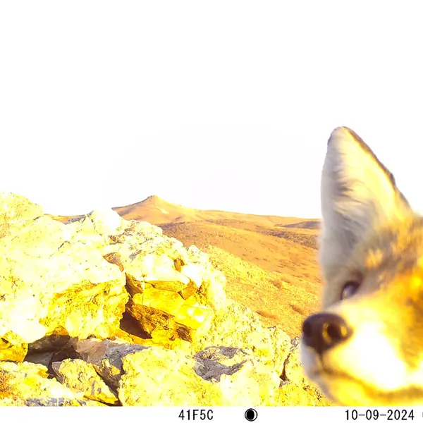 A photograph of Red fox from Besshoky 1 camera trap