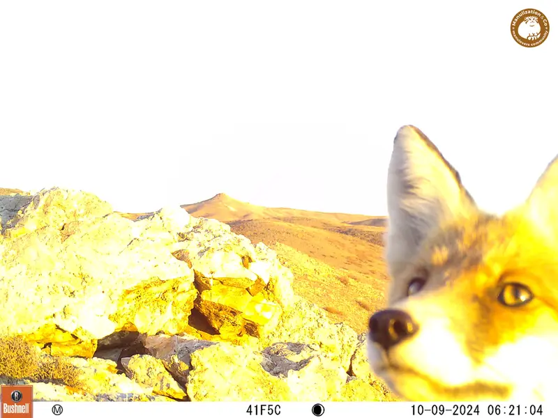 A photograph of Red fox from Besshoky 1 camera trap