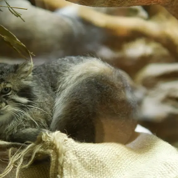 A photograph of a Pallas's cat in Ueno Zoological Gardens