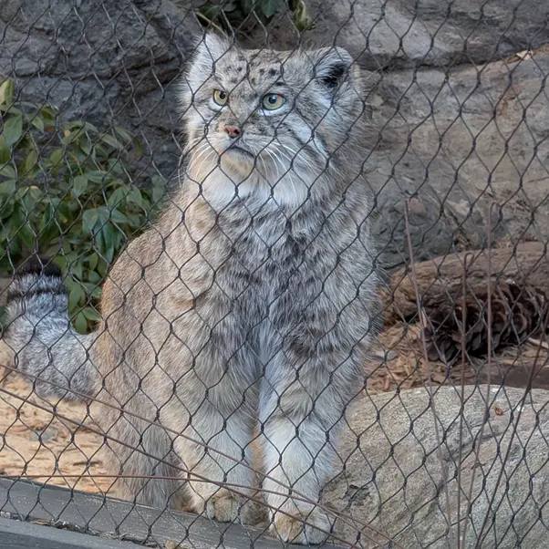 A photograph of Batu in Prospect Park Zoo