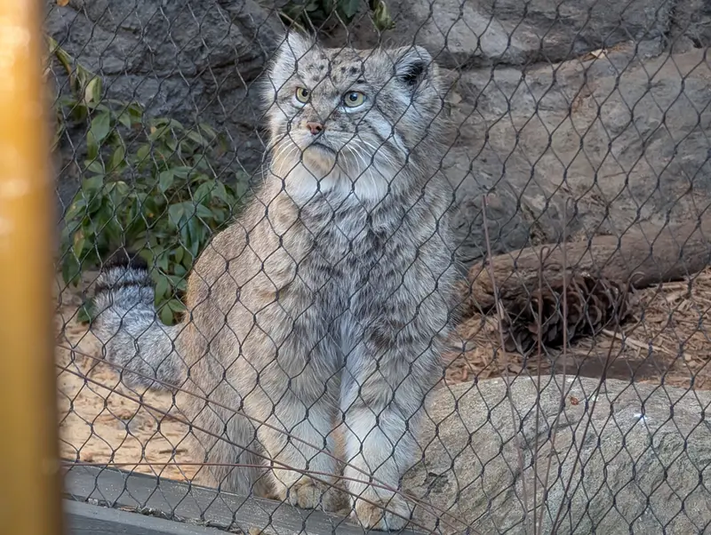A photograph of Batu in Prospect Park Zoo