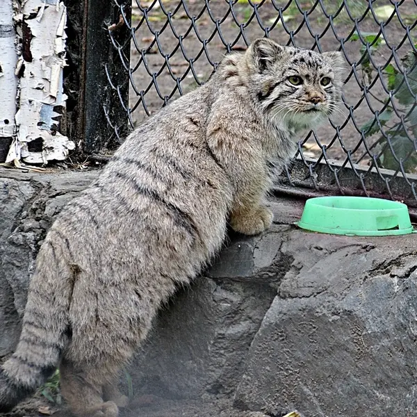 A photograph of Kosoglazik in Novosibirsk Zoo