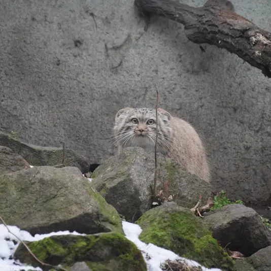 A photograph of Lucy in Budapest Zoo &amp; Botanical Garden