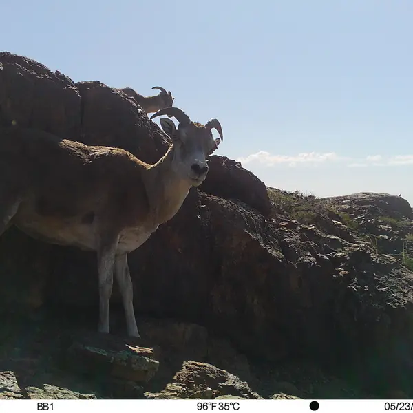 A photograph of Argali from Aktas-Kunkora camera trap