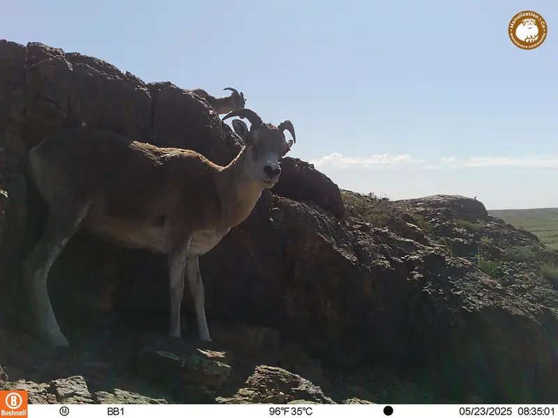 A photograph of Argali from Aktas-Kunkora camera trap