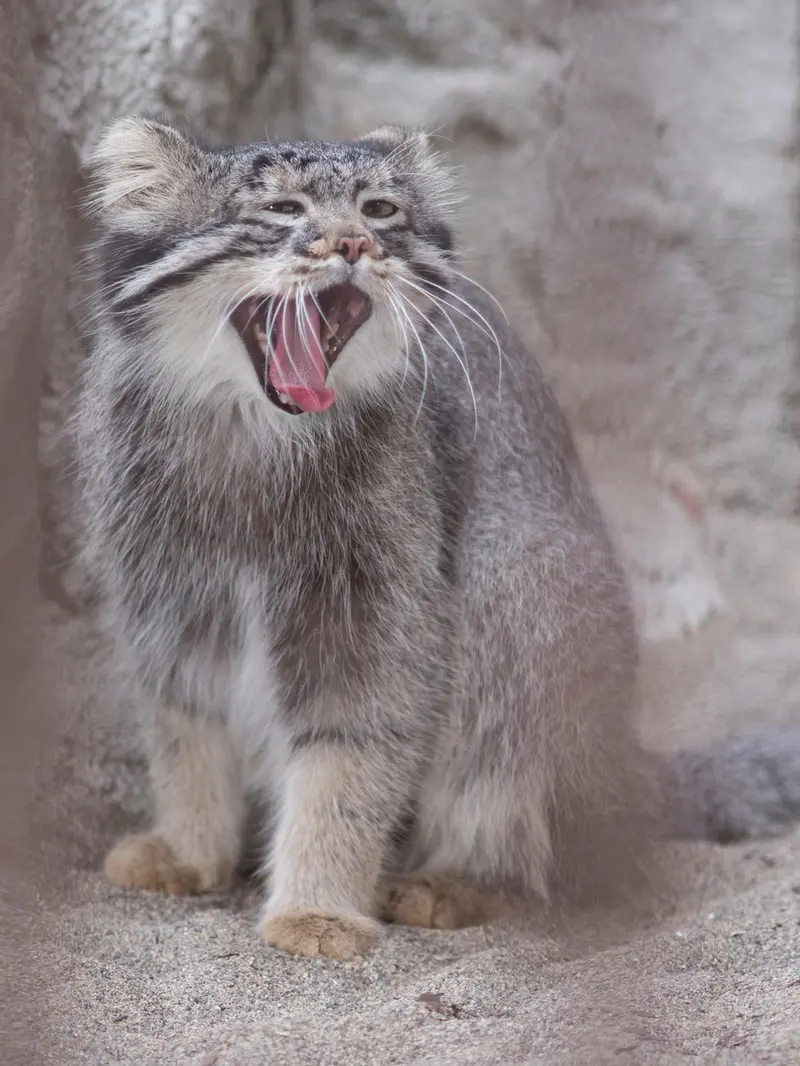 A photograph of Figa in Nogeyama Zoo