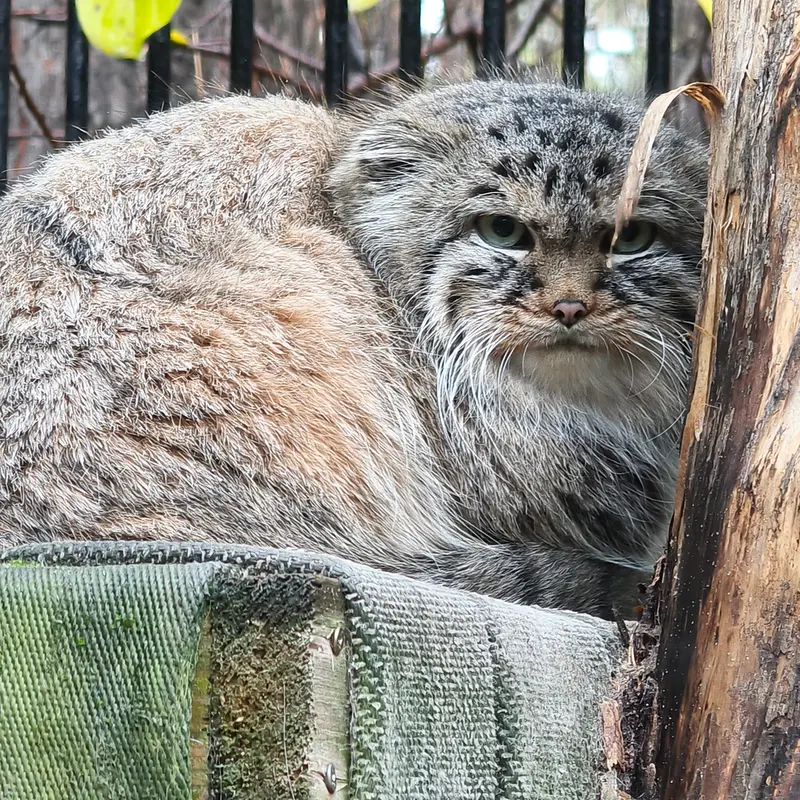 A photograph of Gabi in Novosibirsk Zoo