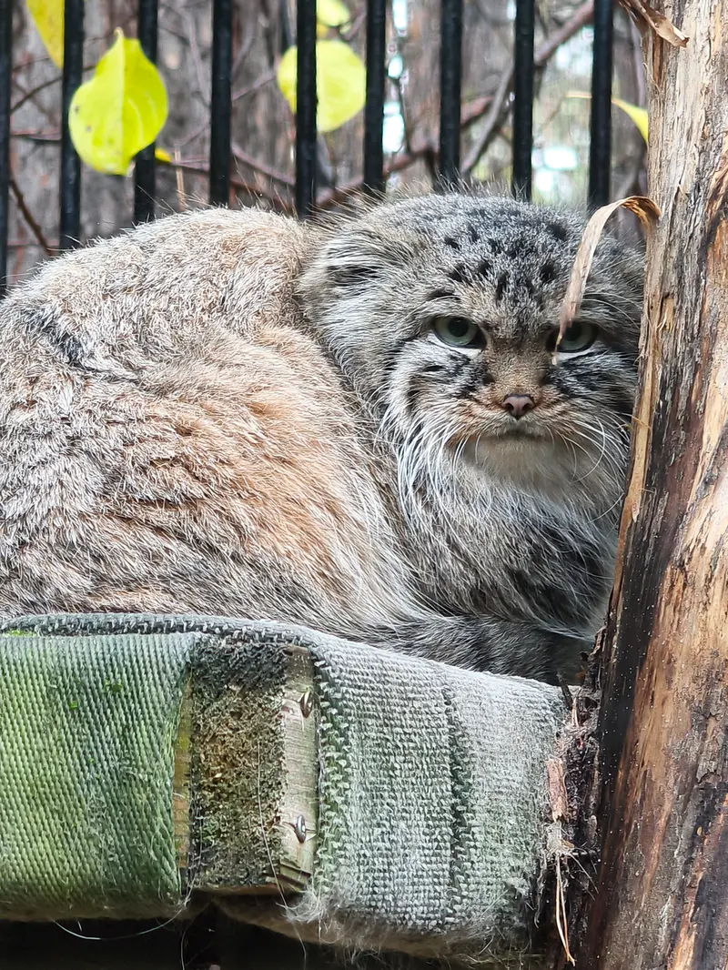 A photograph of Gabi in Novosibirsk Zoo