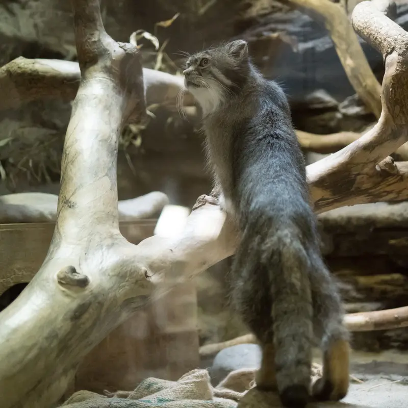 A photograph of Klyon in Ueno Zoological Gardens