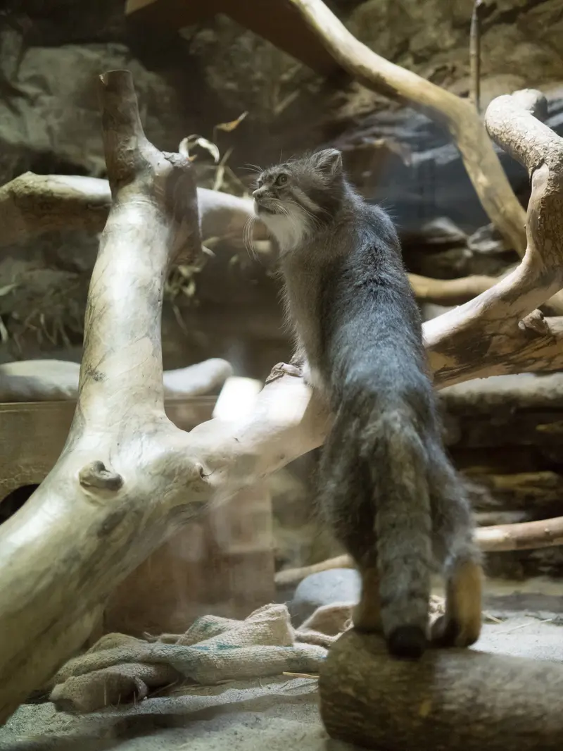 A photograph of Klyon in Ueno Zoological Gardens