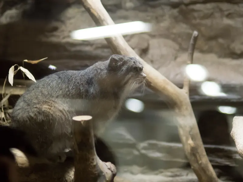 A photograph of Klyon in Ueno Zoological Gardens
