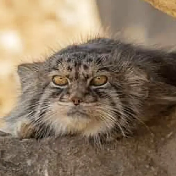 Gor-ye the Pallas's cat from Port Lympne Wild Animal Park