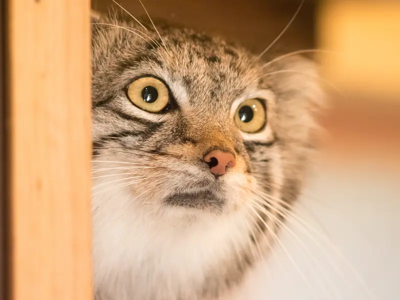 A photograph of Oto in Saitama Children's Zoo