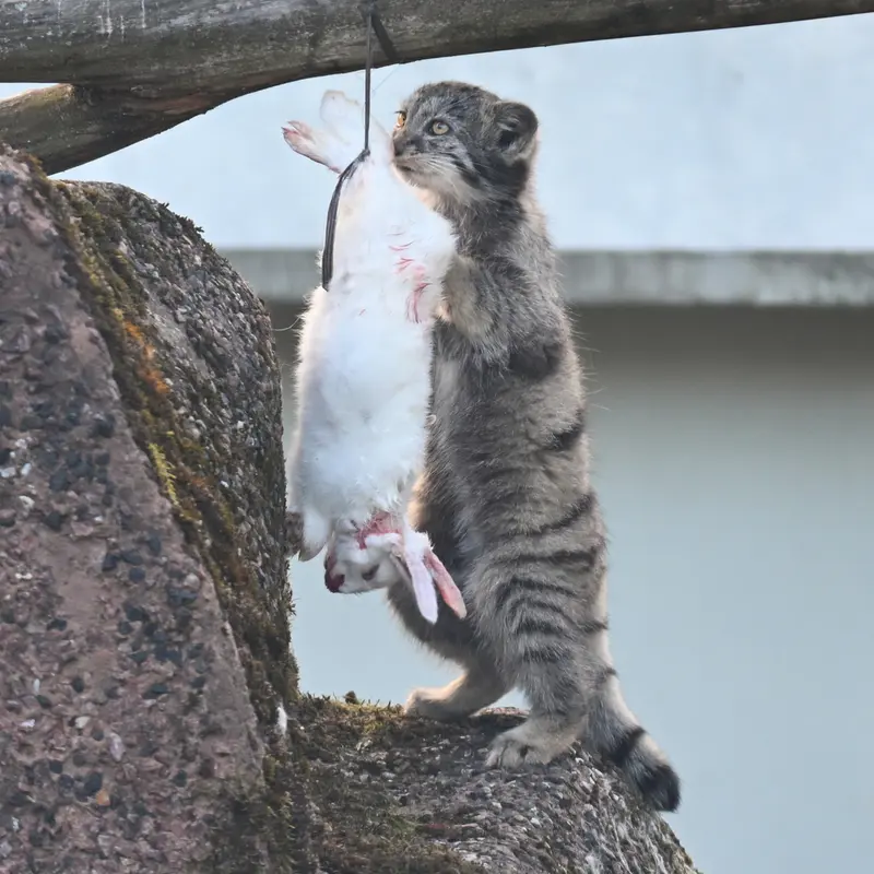 A photograph of Saimi in Korkeasaari Zoo