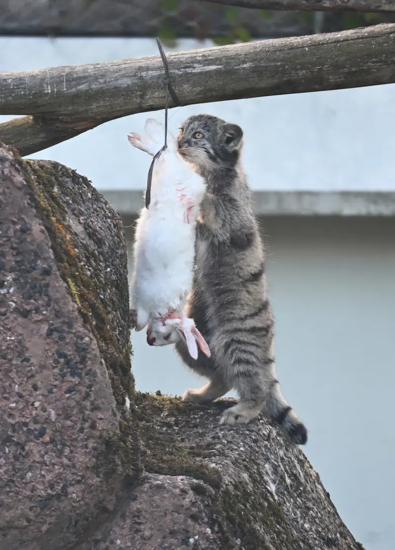 A photograph of Saimi in Korkeasaari Zoo