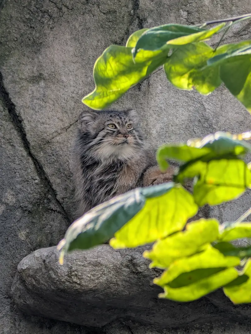 A photograph of Tiina in Columbus Zoo and Aquarium