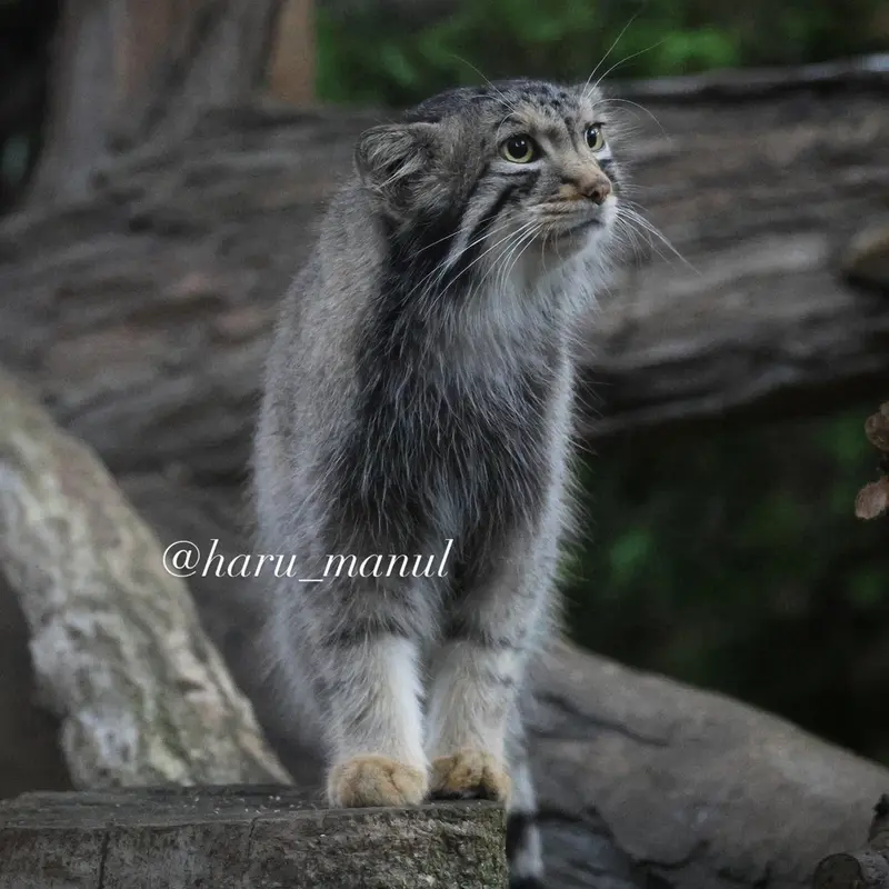 A photograph of Nagomu in Nasu Animal Kingdom
