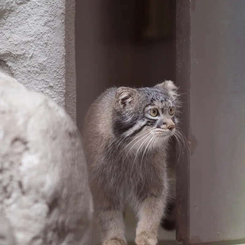 A photograph of Figa in Nogeyama Zoo
