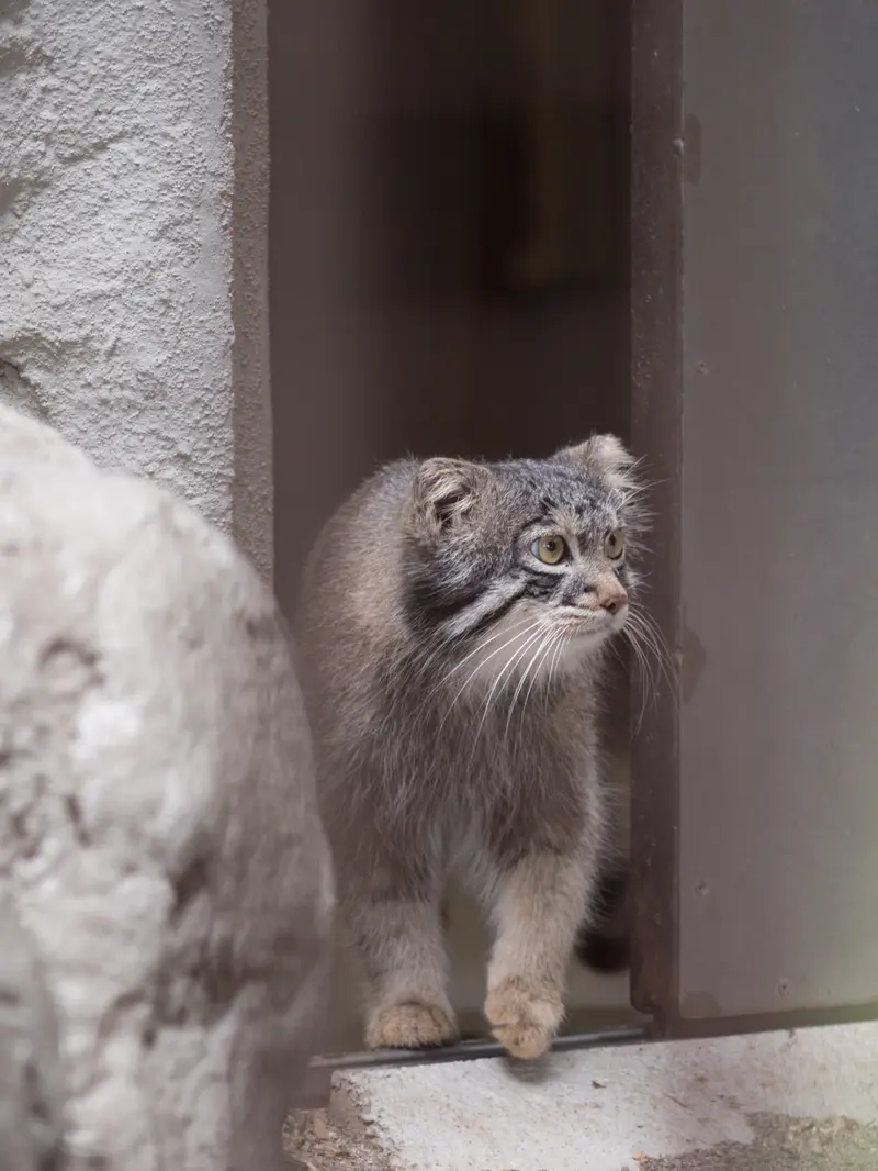 A photograph of Figa in Nogeyama Zoo