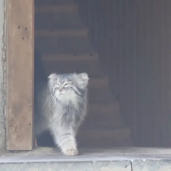 A photograph of a Pallas's cat in Moscow zoo
