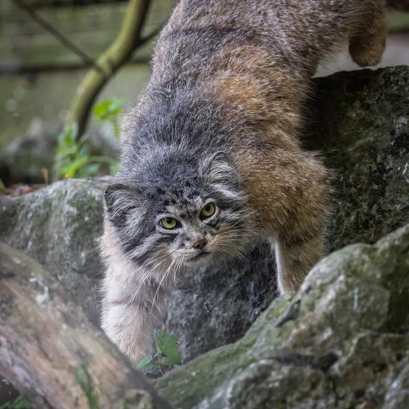 A photograph of Kulki in Banham Zoo
