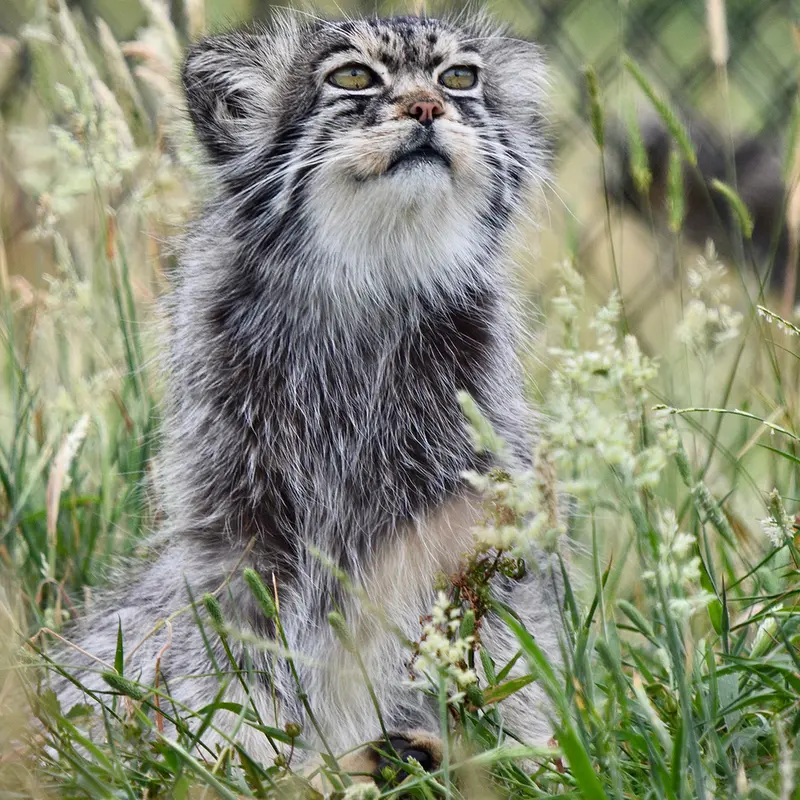 A photograph of Atlan in Port Lympne Wild Animal Park