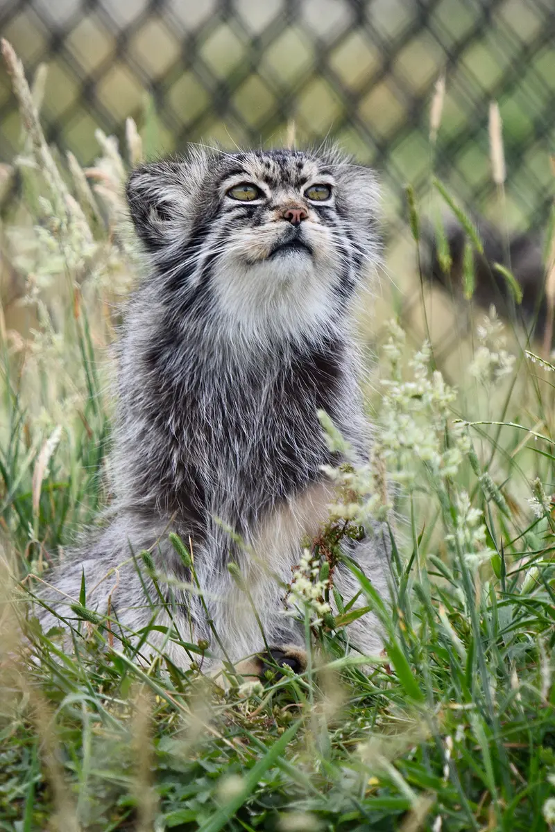 A photograph of Atlan in Port Lympne Wild Animal Park