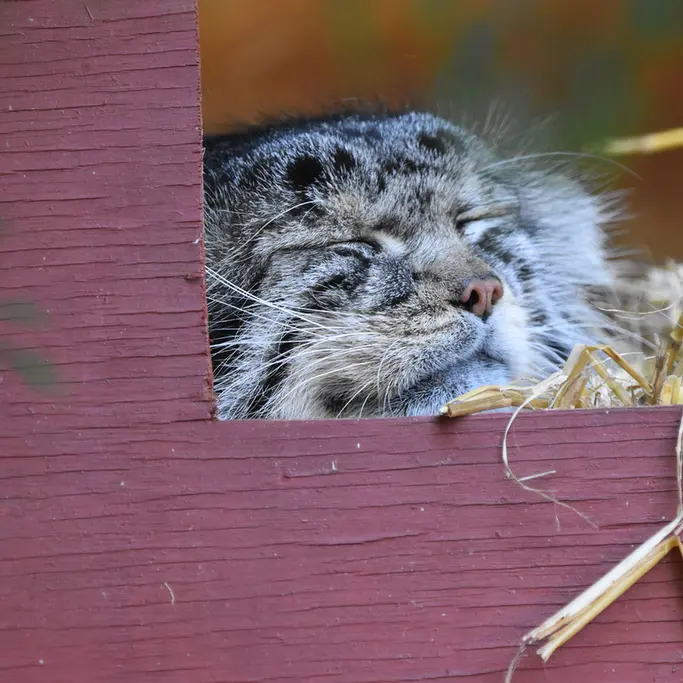 A photograph of Khal in Banham Zoo