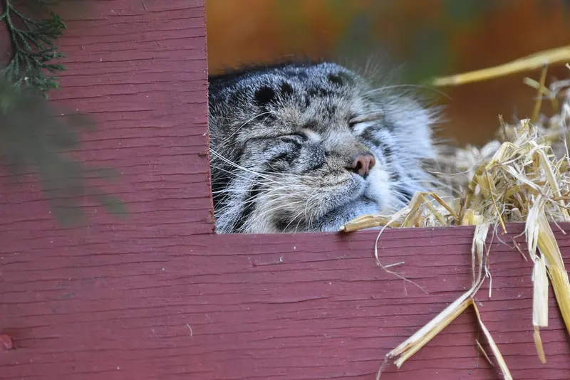 A photograph of Khal in Banham Zoo