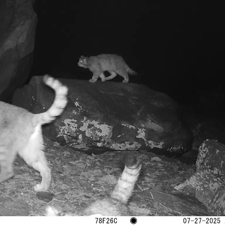 A photograph of Otocolobus manul manul from Koshkar [new] camera trap
