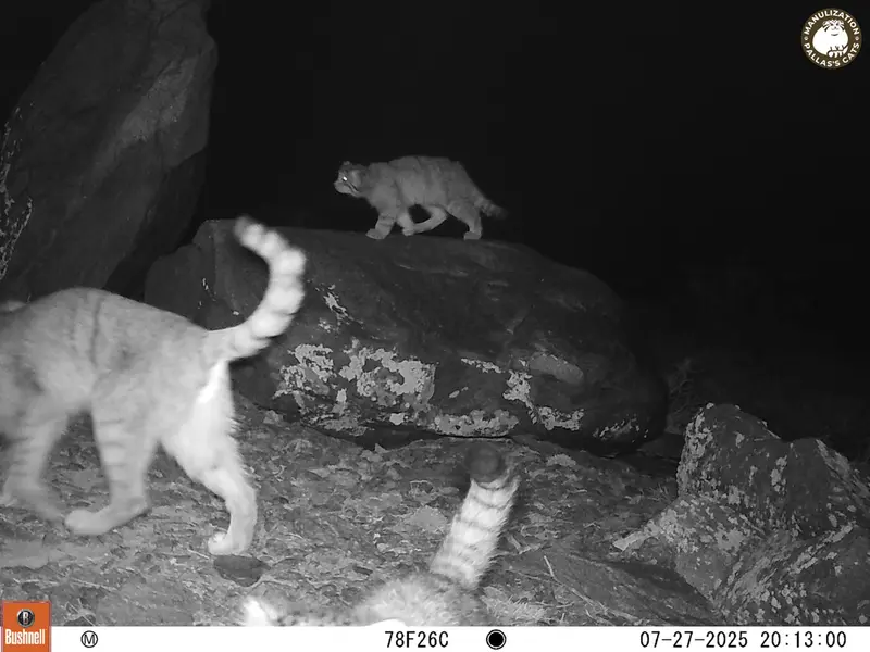 A photograph of Otocolobus manul manul from Koshkar [new] camera trap