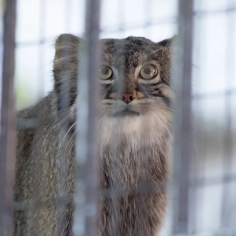 A photograph of Figa in Nogeyama Zoo
