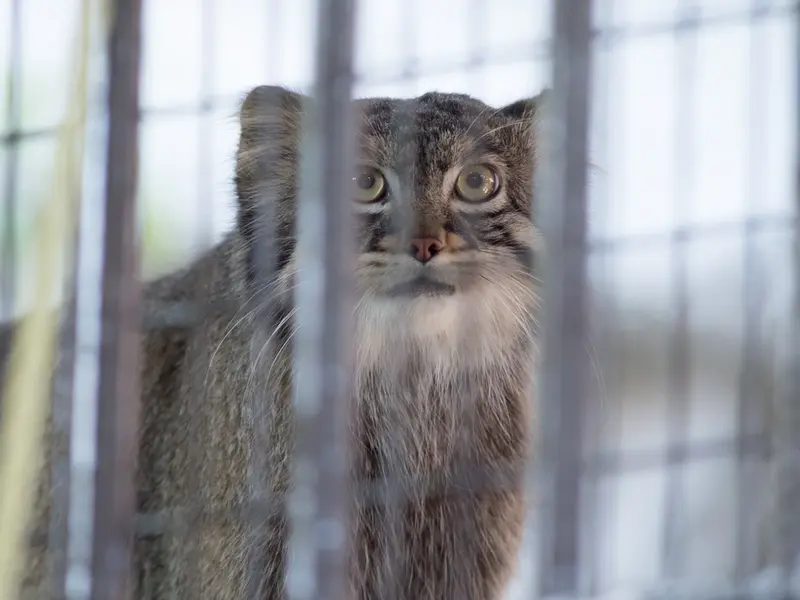 A photograph of Figa in Nogeyama Zoo