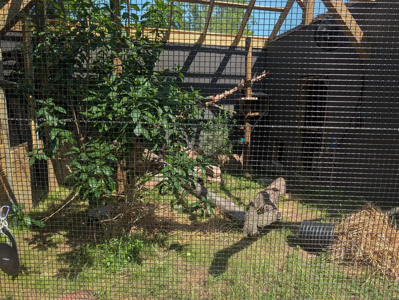 A photograph of a Pallas's cat in Elmwood Park Zoo