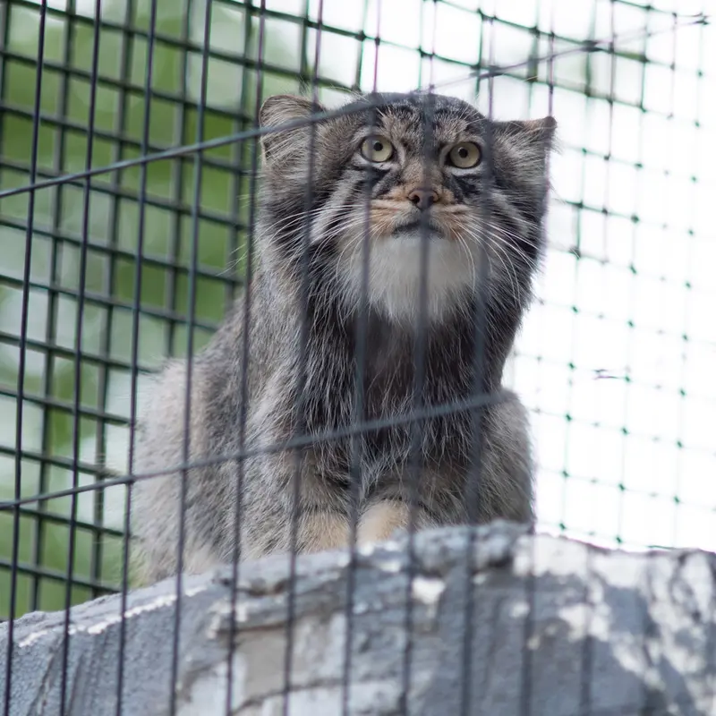 A photograph of Hide in Asahiyama Zoo