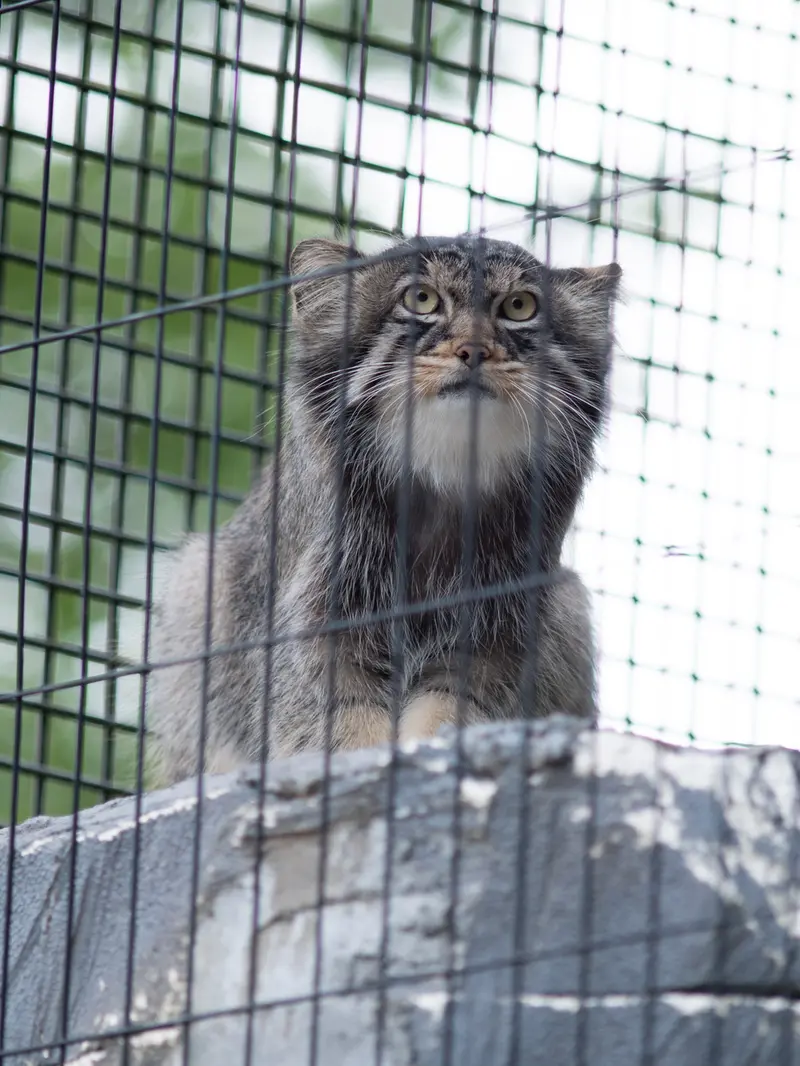A photograph of Hide in Asahiyama Zoo