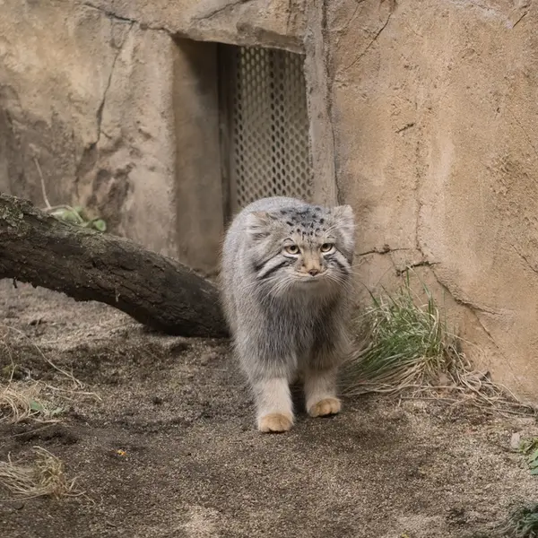 A photograph of Nagomu in Nasu Animal Kingdom