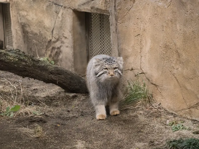 A photograph of Nagomu in Nasu Animal Kingdom