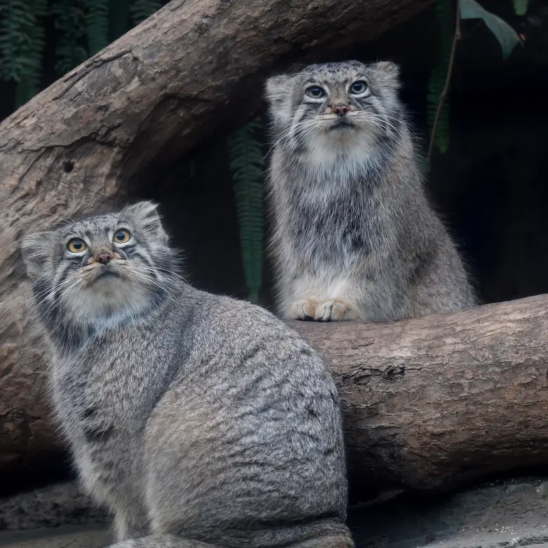 A photograph of Mei in Kobe Animal Kingdom