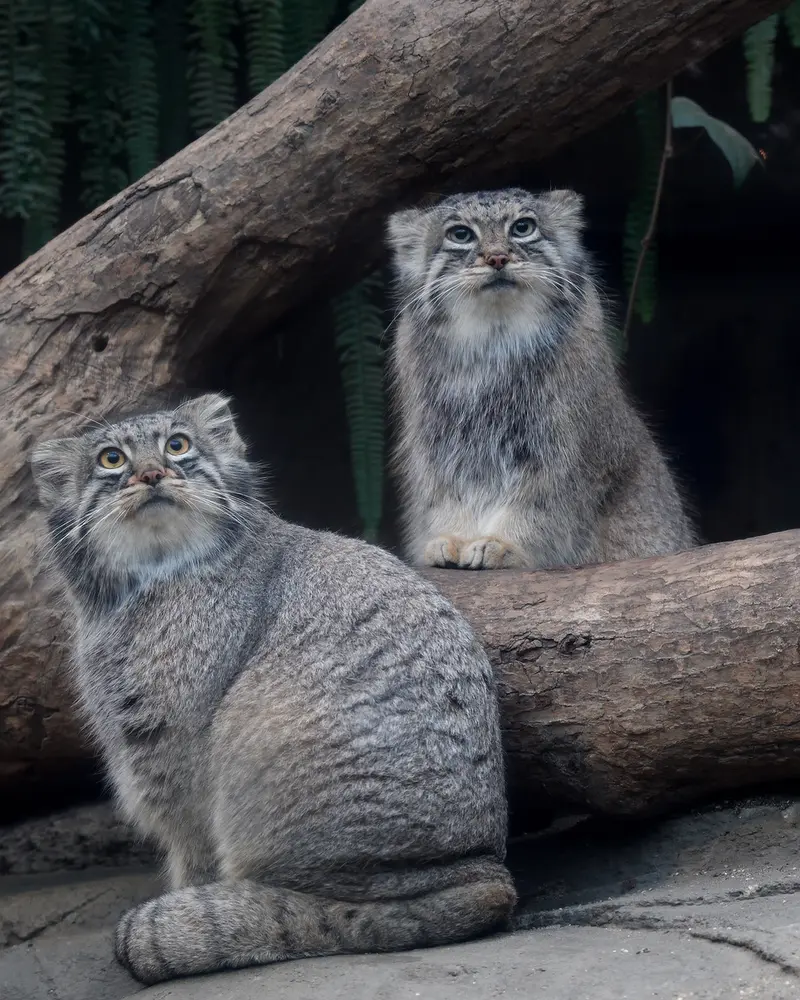 A photograph of Mei in Kobe Animal Kingdom