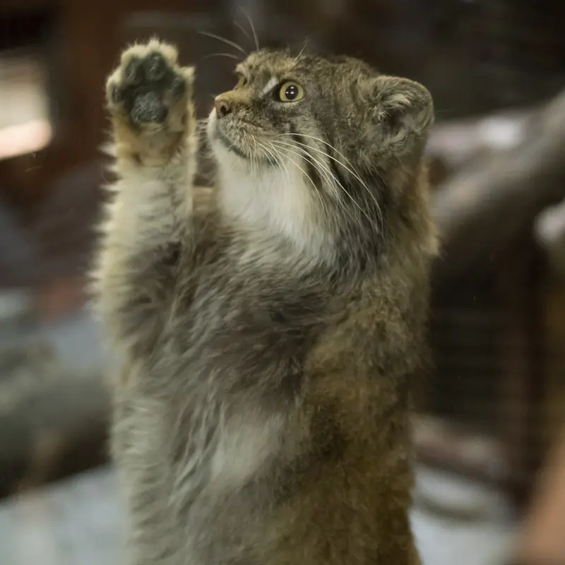 A photograph of Primula in Ueno Zoological Gardens
