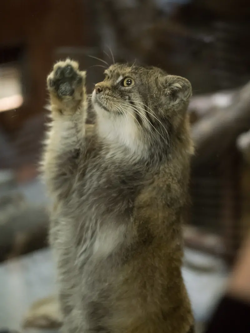 A photograph of Primula in Ueno Zoological Gardens