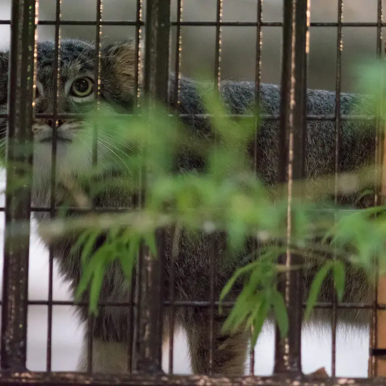 A photograph of Figa in Nogeyama Zoo