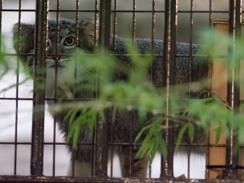 A photograph of Figa in Nogeyama Zoo