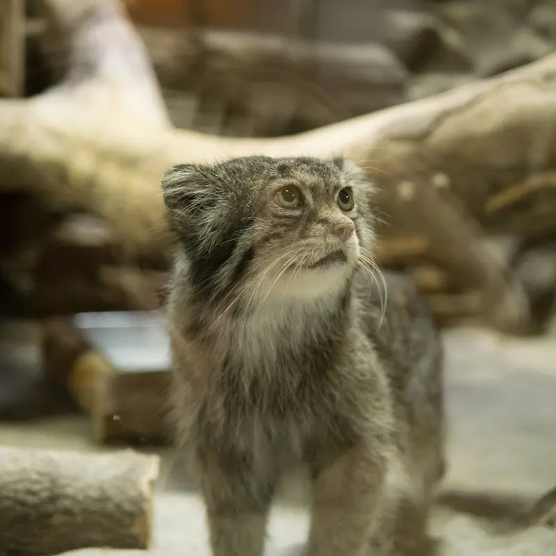 A photograph of Klyon in Ueno Zoological Gardens
