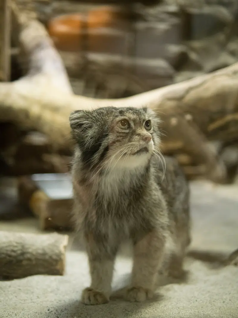 A photograph of Klyon in Ueno Zoological Gardens