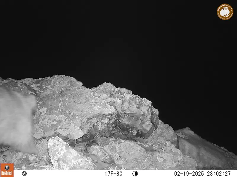A photograph of Otocolobus manul manul from Besshoky 1 camera trap