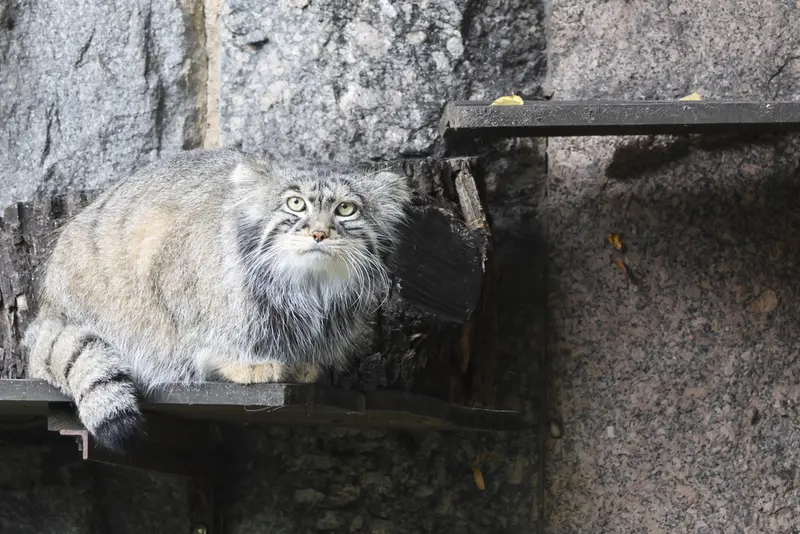 A photograph of a Pallas's cat