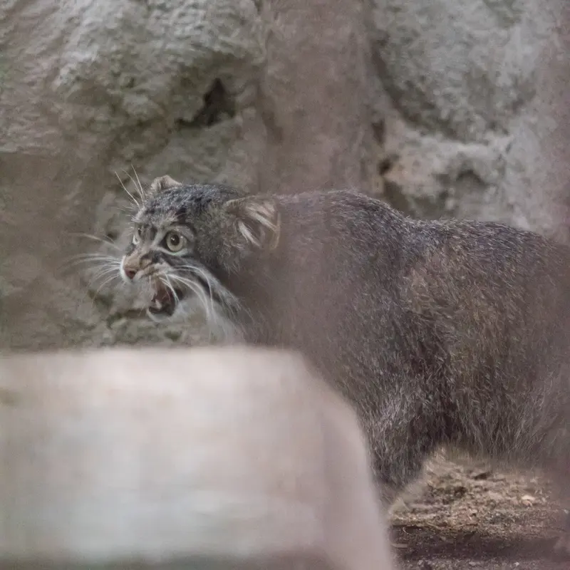 A photograph of Figa in Nogeyama Zoo