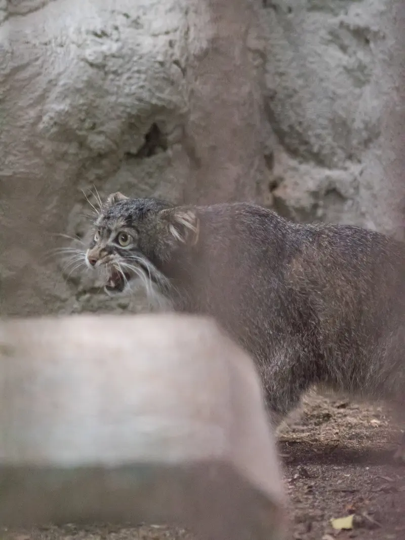 A photograph of Figa in Nogeyama Zoo